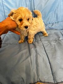 Cuccioli di Maltipoo