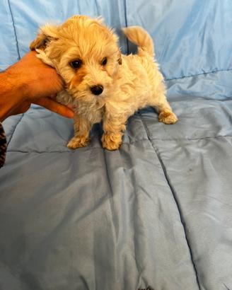 Cuccioli di Maltipoo