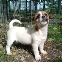 Jack Russell terrier