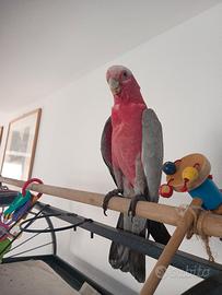  Cacatua Roseicapilla