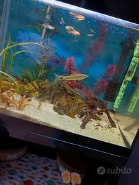 acquario ♒