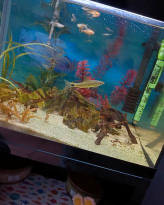 acquario ♒