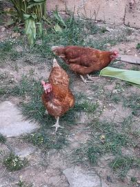 Galline ovaiole all a terra