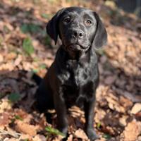 Cucciola labrador da lavoro con pedogree
