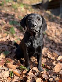 Cucciola labrador da lavoro con pedogree