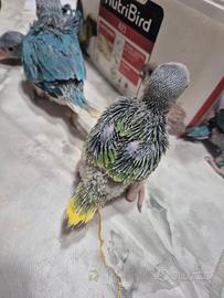 Pappagalli di tutti i colori
