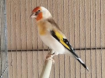 Cardellino Frigorys portatore di opale 