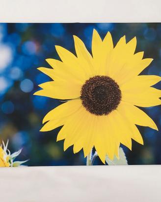 Girasole - Stampa su tela Canvas 120 x80 cm