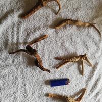 lotto 5 legni per acquario nuovi