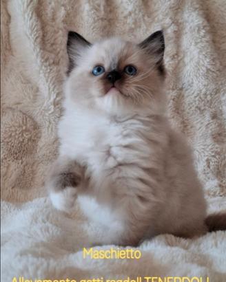 Ragdoll con Pedigree