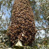 Sciami/famiglie di ape mellifera