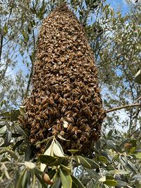 Sciami/famiglie di ape mellifera