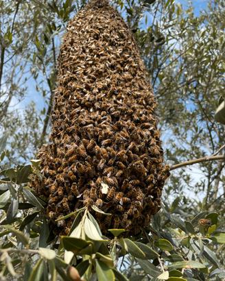 Sciami/famiglie di ape mellifera