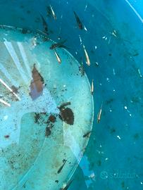 Medaka blue miyuki lamè