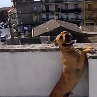 Regalasi Pitbull