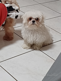 Maltese