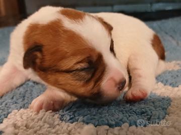 Cuccioli Jack russell terrier