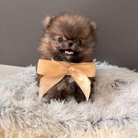 Cuccioli con PEDIGREE volpino Pomerania TOY spitz