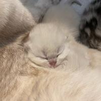 Scottish Fold e Straight