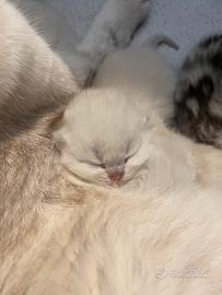 Scottish Fold e Straight