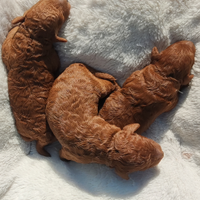 Barboncini toy maschi