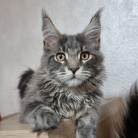 Cucciolo Maine coon con pedigree