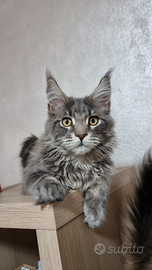 Maine coon con pedigree