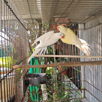 Coppia di parrocchetti