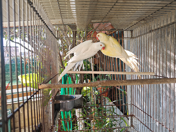 Coppia di parrocchetti