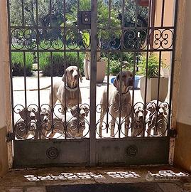 Cuccioli Weimaraner