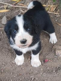 Cuccioli da regalare