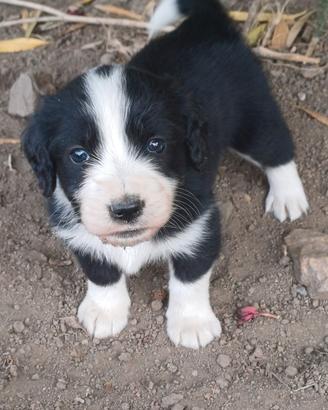 Cuccioli da regalare