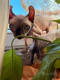 Gatti sphynx