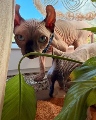 Gatti sphynx