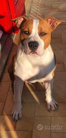 Cane Amstaff per monte