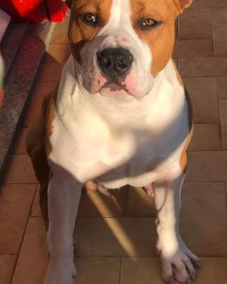 Cane Amstaff per monte