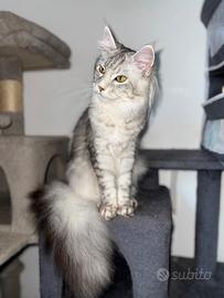 Gatta, razza Maine coon nata 20/03/1025