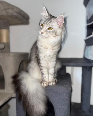 Gatta, razza Maine coon nata 20/03/1025