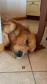 Disponibile per monta Golden Retriever
