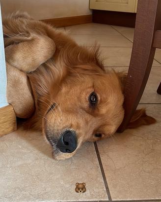Disponibile per monta Golden Retriever