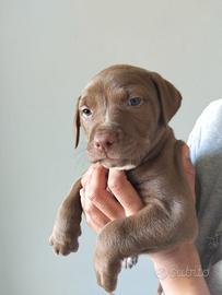 Cuccioli pitbull