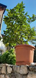 Piante limoni