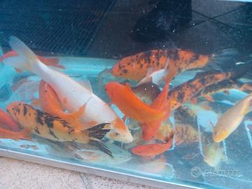 Carpe koy e pesci rossi