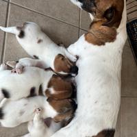 Cuccioli jack Russell terrier