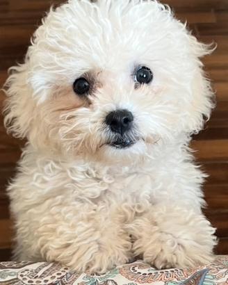 Cuccioli di bolognese