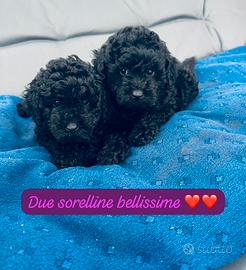BARBONCINI TOY FEMMINUCCIE