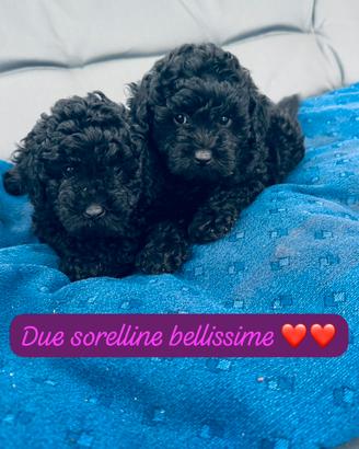 BARBONCINI TOY FEMMINUCCIE