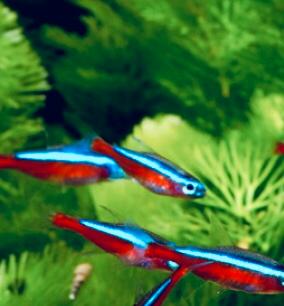 Pesce cardinale