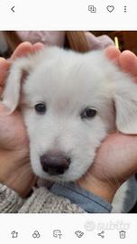 Cuccioli di Pastore Maremmano Abruzzese