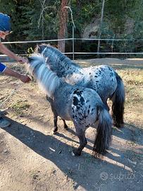 Pony